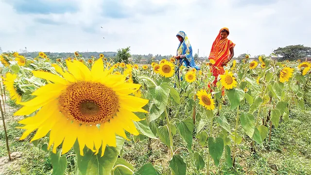ଓୟୁଏଟିର ପରୀକ୍ଷାମୂଳକ ସୂର୍ଯ୍ୟମୁଖୀ ଚାଷ, ହଜ ଗାଁରେ ୫୦ ଏକରରେ ଚାଷ କରୁଛନ୍ତି ୫୦ ଚାଷୀ