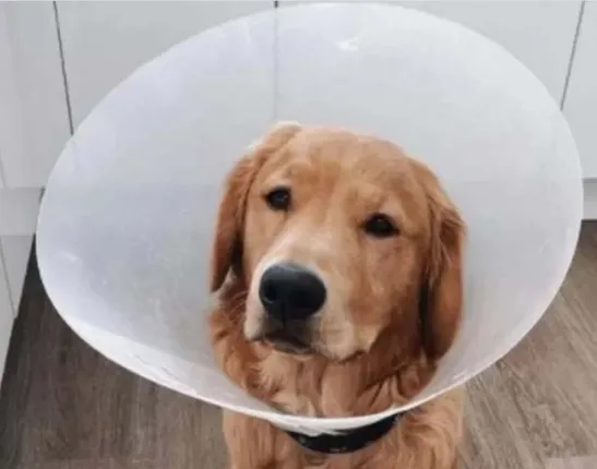 ‌କୁକୁର ପେଟରୁ ବାହାରିଲା ଏୟାରପଡସ !