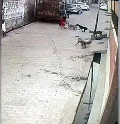 ଲୋମଟାଙ୍କୁରା ଘଟଣା: ରାସ୍ତାରେ ଯାଉଥିବାବେଳେ ଶିଶୁକୁ ଝୁଣି ପକାଇଲେ କୁକୁର ପଲ