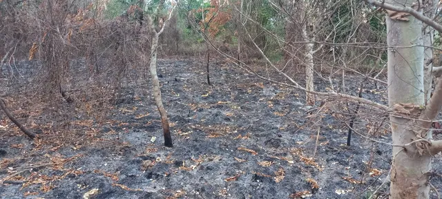 ରଣପୁର ଗ୍ରାମ୍ୟ ଜଙ୍ଗଲରେ ନିଆଁ, ଜଳିଗଲା ୫୦୦ ଗଛ