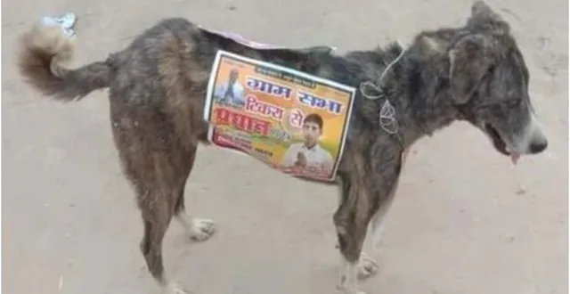 ବୁଲା କୁକୁରଙ୍କ ଦେହରେ ପୋଷ୍ଟର ଲଗାଇ ନିଜ ପାଇଁ ପ୍ରଚାର କରୁଛନ୍ତି ପ୍ରାର୍ଥୀ