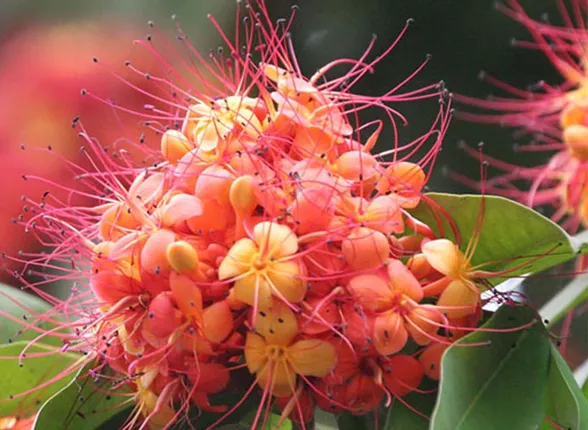 ଅଶୋକପୂର୍ଣ୍ଣିମା ଓ ଦେବବୃକ୍ଷ ଅଶୋକ