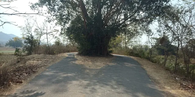 ଗଛ ପାଇଁ ପଥ ଦୁଇ ଭାଗ। (ଫଟୋ: ବିଶ୍ବମ୍ବର, ଭଂଜନଗର)