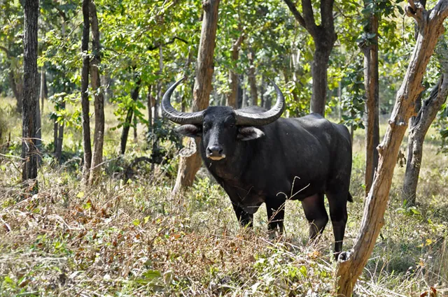 ଶିମିଳିପାଳ, କୁଲଡ଼ିହାରେ ପୁଣି ନିଆଁ, ଜୀବଜନ୍ତୁ ଏବେ ଗାଁ ମୁହାଁ