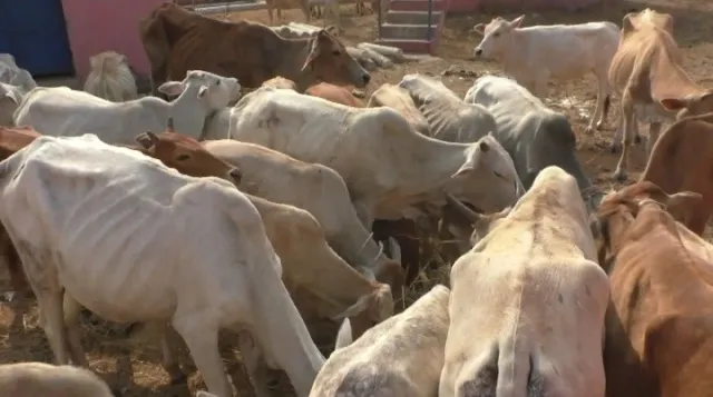 ୧୩ ଗାଡ଼ି ଜବତ, ୩୫ ଗୋରୁ ଉଦ୍ଧାର