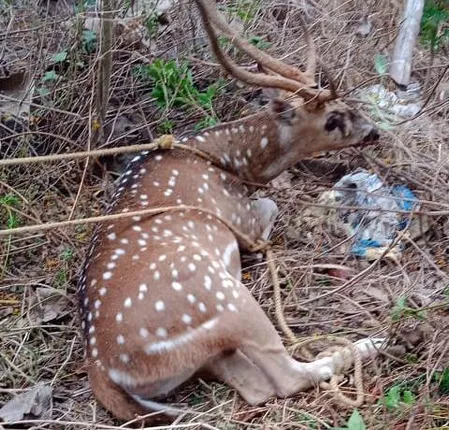 ଚିକିତ୍ସା ଅବହେଳାରୁ ଉଦ୍ଧାର ହୋଇଥିବା ହରିଣର ମୃତ୍ୟୁ