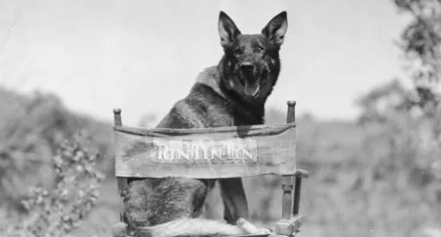 କୁକୁର ପାଇଥାନ୍ତା ପ୍ରଥମ ଓସ୍କାର୍