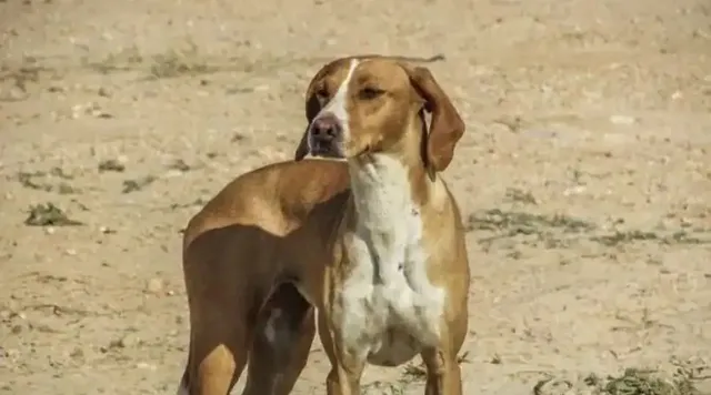 କୁକୁର କାମୁଡ଼ାରେ ୨୦ ଆହତ