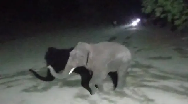 ମାତିଛି ହାତୀ, ଭାଂଗୁଛି ଘର, ଏଯାଏ ମିଳିନି ଗତ ବର୍ଷର କ୍ଷତିପୂରଣ