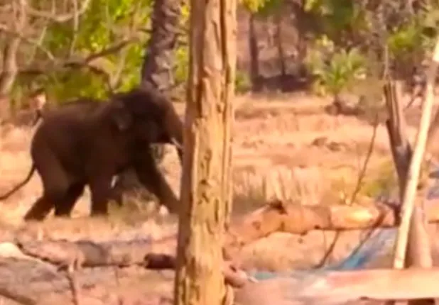 ତେଲକୋଇ : ଗାଁରେ ପଶିଲା ହାତୀ