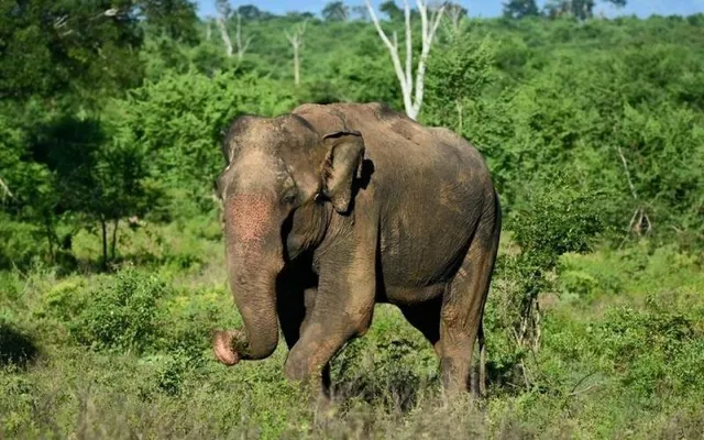 କଟକ ବନାଞ୍ଚଳରେ ବିପଦରେ ହାତୀ