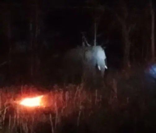 ସଦର୍‌ ରେଞ୍ଜ୍‌ରେ ଡନ୍‌ର ଉପଦ୍ରବ ଜାରି; ଆତଙ୍କିତ ଅଞ୍ଚଳବାସୀ, ନଜର ରଖିଛି ବନବିଭାଗ