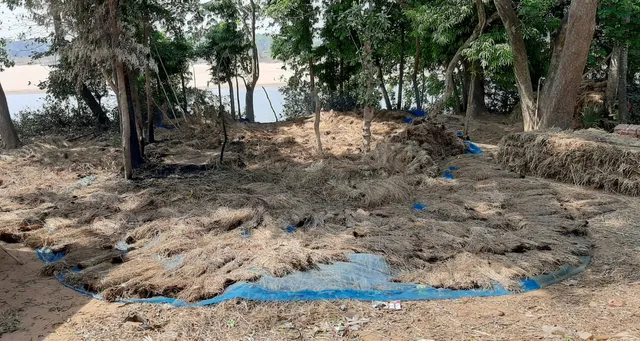 ବିଂଝାରପୁରରେ ପେଟ୍ରୋଲ ପକାଇ ଧାନଗଦା ପୋଡ଼ିଦେଲେ ଦୁର୍ବୃତ୍ତ