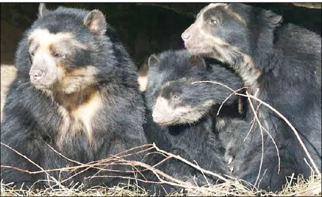 ୭ ଭାଲୁଛୁଆ ଉଦ୍ଧାର ହେବା ଘଟଣା, କ୍ରାଇମ୍‌ବ୍ରାଞ୍ଚ ତଦନ୍ତରେ ସହଯୋଗ କରିବ ବନ ବିଭାଗ