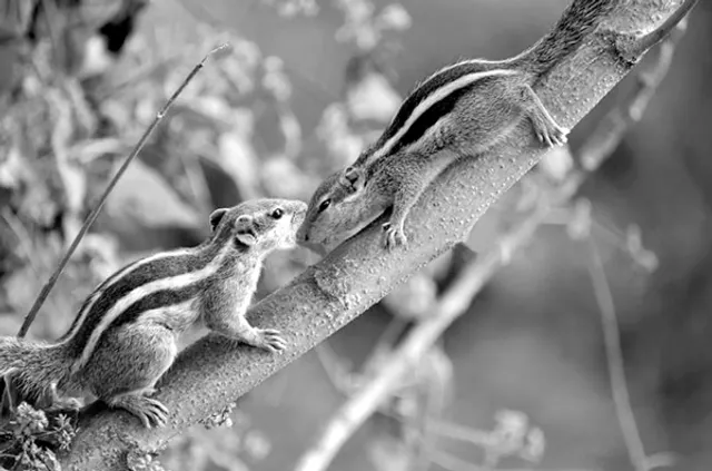 ଦୁଇ ଗୁଣ୍ଡୁଚି ମୂଷାଙ୍କ କଥା