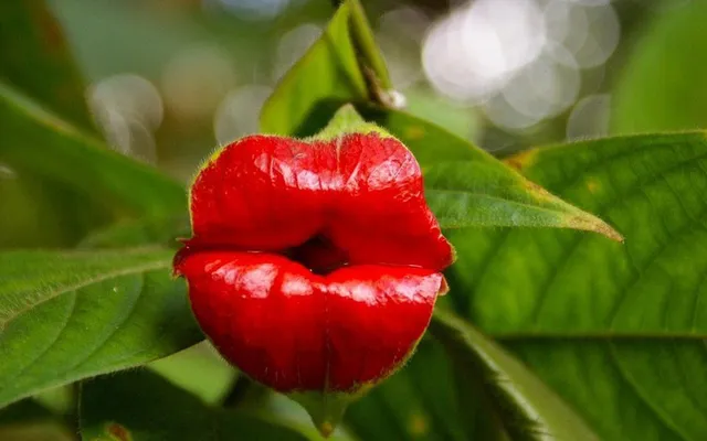 ଫୁଲର ନାମ: ଗଣିକାର ଓଷ୍ଠ!