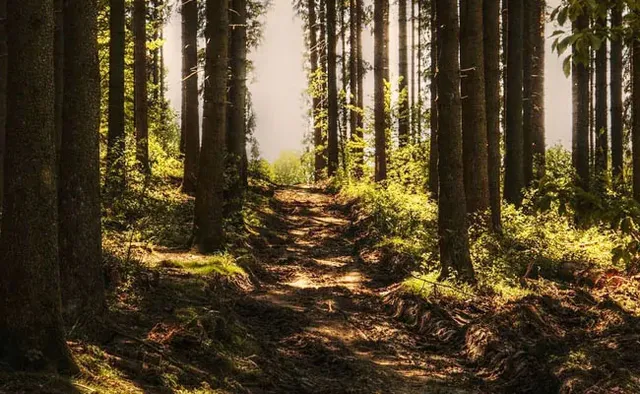 ଗୁଳି ଚୋଟରେ ଶିକାରୀ ଦଳର ଜଣେ ମରିବା ପରେ ଆତ୍ମହତ୍ୟା କଲେ ତାଙ୍କର ଅନ୍ୟ ତିନି ବନ୍ଧୁ