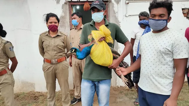 ପୋଷା ମୟୂରକୁ ଉଦ୍ଧାର କଲା ବନବିଭାଗ, ୨୫ ହଜାର ଜରିମାନା