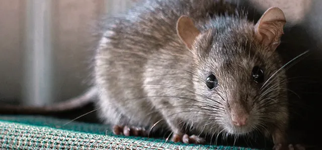 କଥା-ଫରୁଆ : ଖୋଳ ପର୍ବତ ମାର ମୂଷା