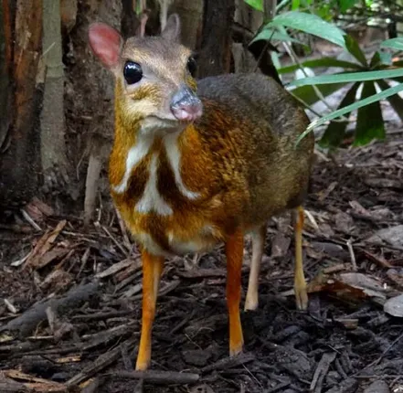 ଖୋଲା ଝରକା : ମାଉସ୍‌ ଡିଅର୍‌