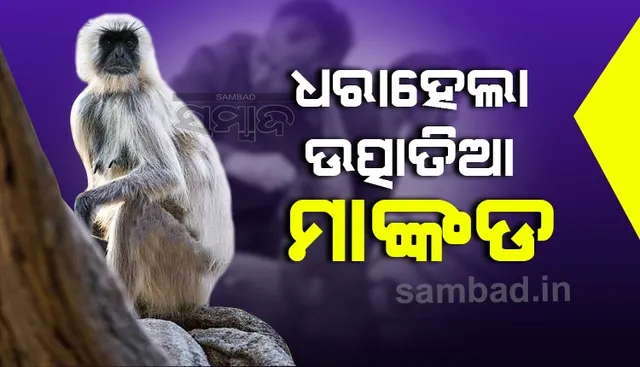 ଧରା ହେଲା ଉତ୍ପାତିଆ ହନୁ, ସାତ ଦିନରେ ୧୪ଜଣଙ୍କୁ କାମୁଡ଼ି ଆହତ କରିଥିଲା