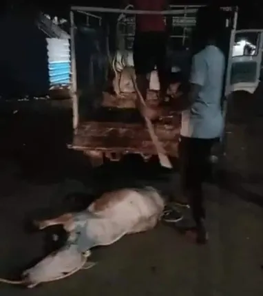 ରାମଚନ୍ଦ୍ରପୁର : ବେଆଇନ ଗୋଚାଲାଣ ବେଳେ ୮ ଗୋରୁ ଉଦ୍ଧାର