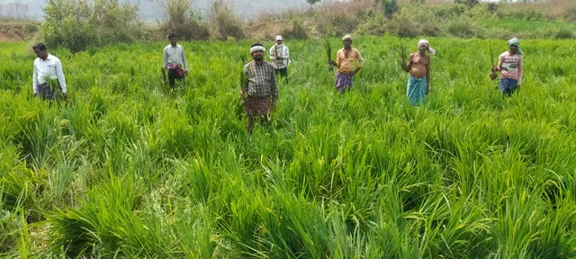 ହାତୀପଲଙ୍କ ଯୋଗୁଁ ଆତଙ୍କରେ ମହାନଦୀ ତଟବର୍ତ୍ତୀ ଗ୍ରାମବାସୀ, ବ୍ୟାପକ ଫସଲ ନଷ୍ଟ ଚିନ୍ତାରେ ଚାଷୀ