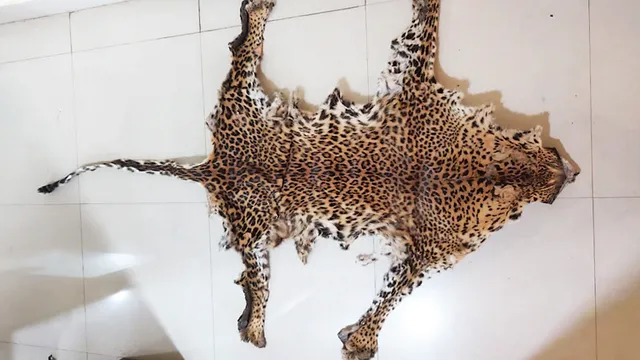 ଏସ୍‌ଟିଏଫ୍‌ ପଞ୍ଝାରେ ପୁଣି ୨ ବାଘଛା‌ଲ ବେପାରୀ