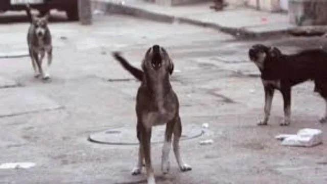 ଶିଶୁକୁ ଝୁଣିଦେଲେ ବୁଲା କୁକୁର, ସଂକଟାପନ୍ନ ଅବସ୍ଥାରେ ଡାକ୍ତରଖାନାରେ ଭର୍ତ୍ତି