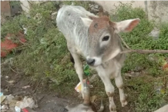 ବଜ୍ରାଘାତରେ ବାଛୁରୀ ମୃତ