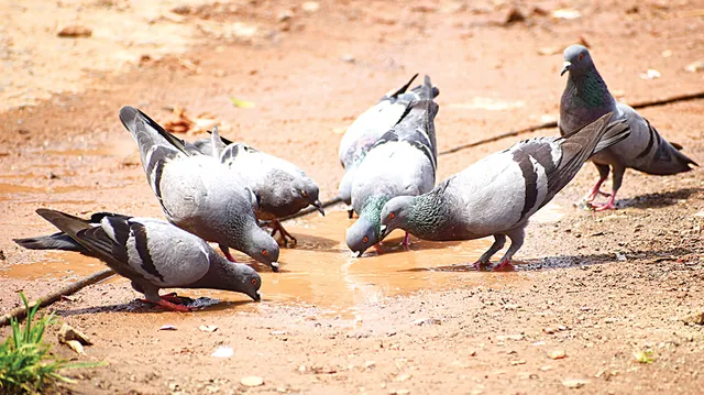 ରାଜଧାନୀରେ ବିଚିତ୍ର ପାଗ : ଦିନରେ ପ୍ରଚଣ୍ଡ ତାତି; ରାତିରେ କାକର ବର୍ଷା