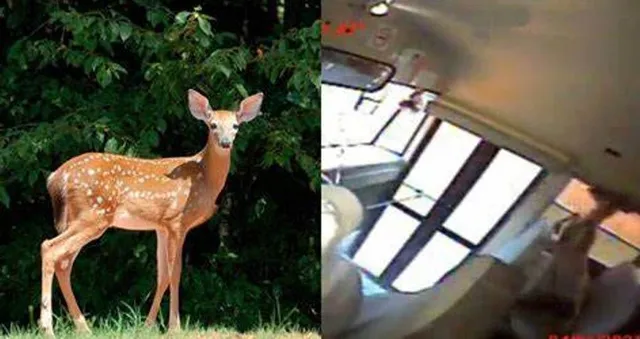 କାଚଭାଙ୍ଗି ଚଳନ୍ତା ସ୍କୁଲ ବସ ଭିତରେ ପଶିଗଲା ହରିଣ