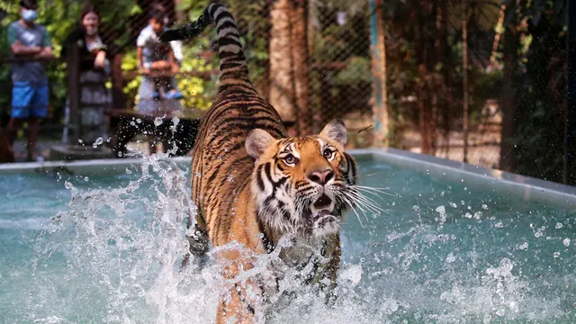 ତାପମାତ୍ରା ବଢ଼ିବାରୁ ଥାଇଲାଣ୍ଡ୍‌ ଚିଡ଼ିଆଖାନାରେ ବାଘଙ୍କୁ ଦିଆଯାଉଛି ‘ଚିକେନ୍‌ ଆଇସ୍‌ ପପ୍‌’