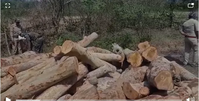 ବାତୋ କରଡ଼ାପାଳରୁ ଲକ୍ଷାଧିକ ଟଙ୍କାର ଅର୍ଜୁନ କାଠ ଜବତ, ଜଣେ ଅଟକ