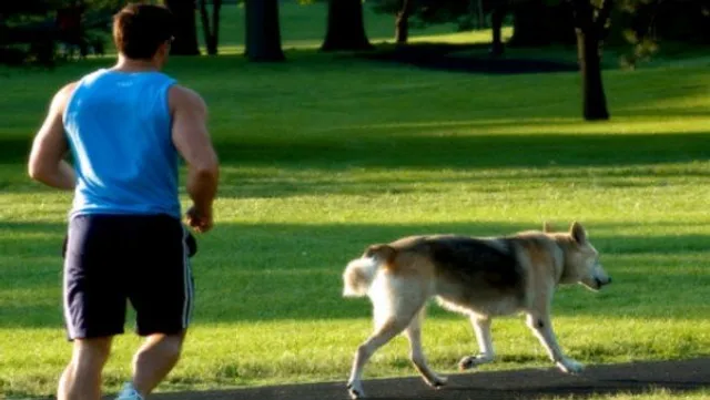 ରାସ୍ତାରେ ଯାଉଯାଉ ଟଳି ପଡ଼ିଲେ ମାଲିକ, ପୋଷା କୁକୁର ଏପରି ବଞ୍ଚାଇଲା ଜୀବନ