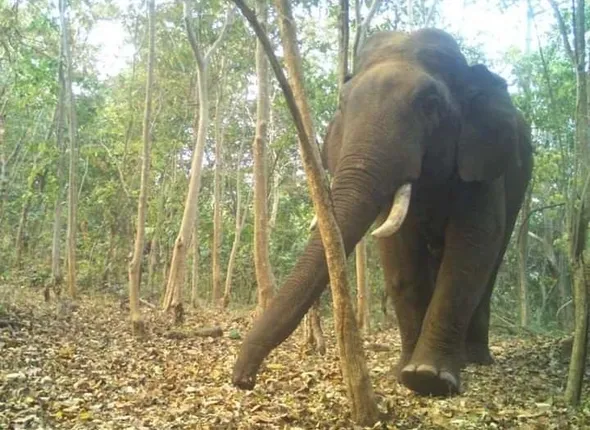 ଚିରୁଳେଇ ଗ୍ରାମରେ ହାତୀ ଉପଦ୍ରବ; ଦିନରେ ବୁଲୁଛି ଦନ୍ତା, ଦେଖନ୍ତୁ ଭିଡିଓ