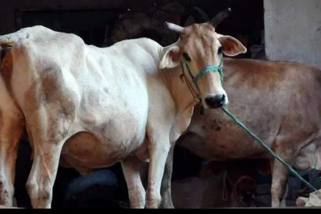 ବଜ୍ରପାତରେ ୨୧ ଗୋରୁ ମୃତ: ବର୍ତ୍ତିଗଲା ବାଛୁରୀ, ଜଣେ ମହିଳା ଆହତ