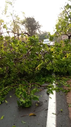 ଝଡ଼ତୋଫାନରେ ଉପୁଡିଲା ଗଛ, ରାସ୍ତା ଅବରୋଧ