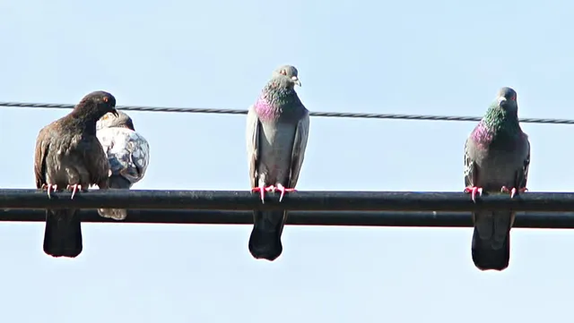 ପାରା ଧରିବାକୁ ଯାଇ ବିଦ୍ୟୁତ୍‌ ଆଘାତରେ ଜଳିଗଲା ନାବାଳକ