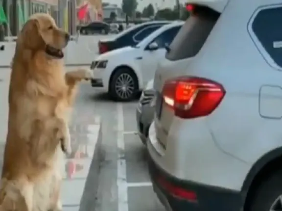 ଦେଖନ୍ତୁ କିପରି ସୁନ୍ଦର ଭାବେ ଗାଡ଼ି ପାର୍କିଂ କରିବାରେ ଚାଳକଙ୍କୁ ସାହାଯ୍ୟ କରୁଛି କୁକୁର