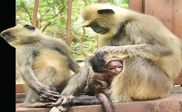 ଖଣ୍ଡଗିରି ପାହାଡ଼ ନିକଟରେ ହୃଦୟବିଦାରକ ଦୃଶ୍ୟ, ଛୁଆ ମାଙ୍କଡ଼କୁ ବଞ୍ଚାଇ ପାରିଲେନି