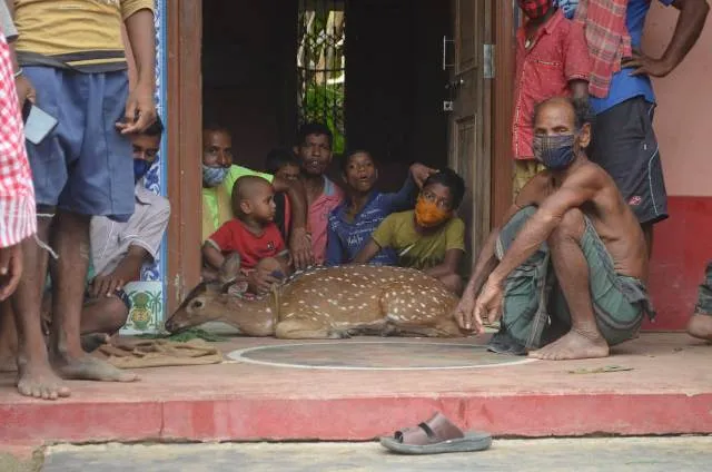 ବାତ୍ୟା ମାଡ଼ ପରେ ଉଦ୍ଧାର ହେଲେ ହରିଣ, ପେଚା