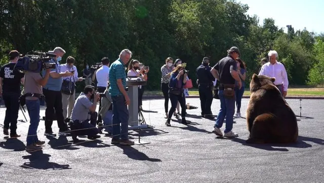 ରାଲିରେ ୫୦କିଲୋ ଓଜନର ଭାଲୁକୁ ନେଇ ପହଞ୍ଚିଥିଲେ ପ୍ରାର୍ଥୀ