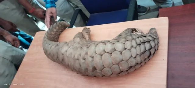 ସଂକ୍ରମିତ ହୋଇନି ବଜ୍ରକାପ୍ତା, କରୋନା ରିପୋର୍ଟ ନେଗେଟିଭ୍‌; ଜଙ୍ଗଲରେ ଛଡ଼ାଯିବ: ଡିଏଫ୍‌ଓ