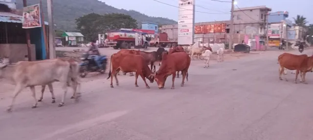 ସହରର ମୁଖ୍ୟ ରାସ୍ତାରେ ଗାଈଗୋରୁଙ୍କ ଗହଳି ; କାଞ୍ଜିଆ ହୁଦା କେଉଁଥିପାଇଁ ନିର୍ମାଣ କରାଯାଇଛି