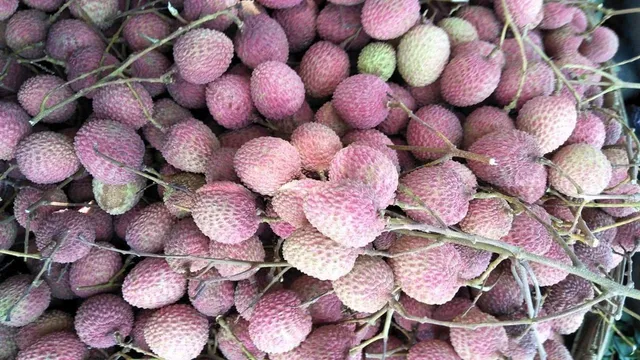 ଦାଉ ସାଧିଲା ଅଦିନିଆ ବର୍ଷା ଓ ଜଳବାୟୁ ପରିବର୍ତ୍ତନ, ମାର୍କେଟରେ ମିଳିବନି କାଶୀପୁର ଲିଚୁ