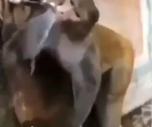 ହୃଦୟସ୍ପର୍ଶୀ ଦୃଶ୍ୟ: ଦେଖନ୍ତୁ ପାଣି ପିଇବା ପରେ କିପରି ପାଣି ଟ୍ୟାପକୁ ବନ୍ଦ କରି ଯାଉଛି ମାଙ୍କଡ଼