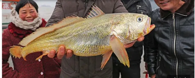 ସମୁଦ୍ରରୁ ମିଳିଲା ଦୁର୍ଲଭ ମାଛ; ୭୨ଲକ୍ଷ ଟଙ୍କାରେ ହେଲା ବିକ୍ରି