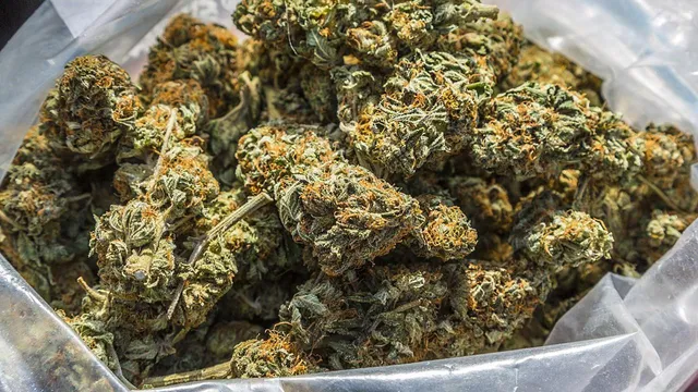 କୋରାପୁଟ୍‌ରୁ ୟୁପି: ପଇଡ଼ ବୋଝେଇ ଟ୍ରକରୁ ବିପୁଳ ପରିମାଣର ଗଞ୍ଜେଇ ଜବତ