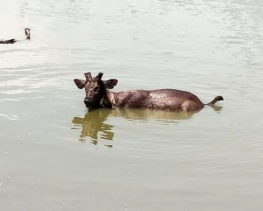 ଗ୍ରାମକୁ ପଶି ଆସିଥିବା ସମ୍ବରର ମୃତ୍ୟୁ 
